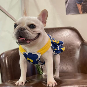 Lotus Leaf Lace Blue Cotton Print Pet Skirt